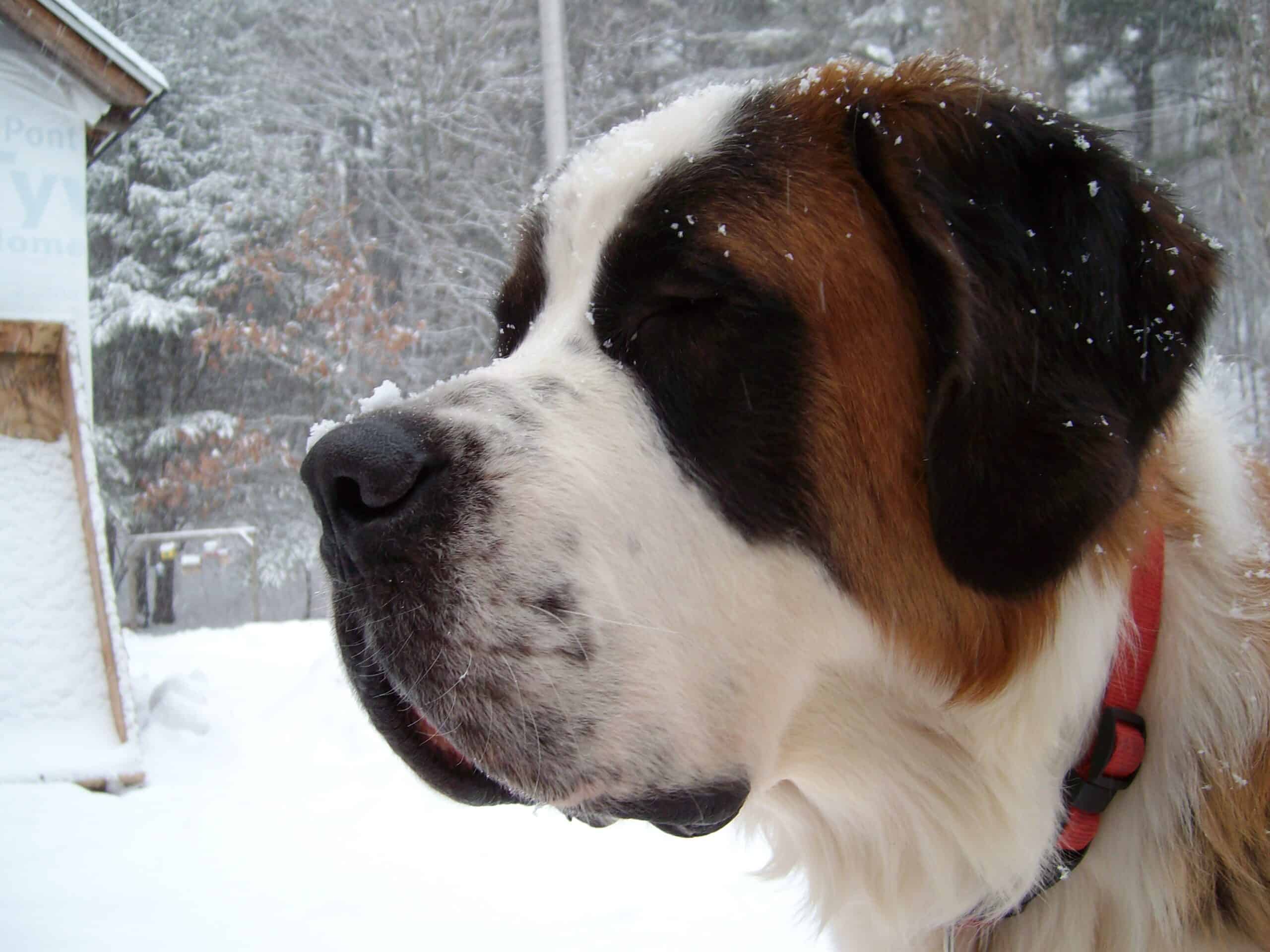 The Famous Rescue at the Great St. Bernard Pass (image credits: By Ofrockwood, CC BY 3.0, https://commons.wikimedia.org/w/index.php?curid=3286841)