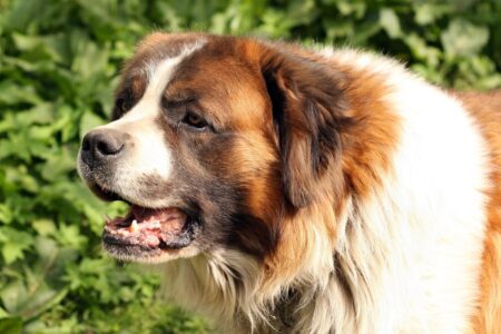 Barry the St. Bernard: The Original Rescue Dog