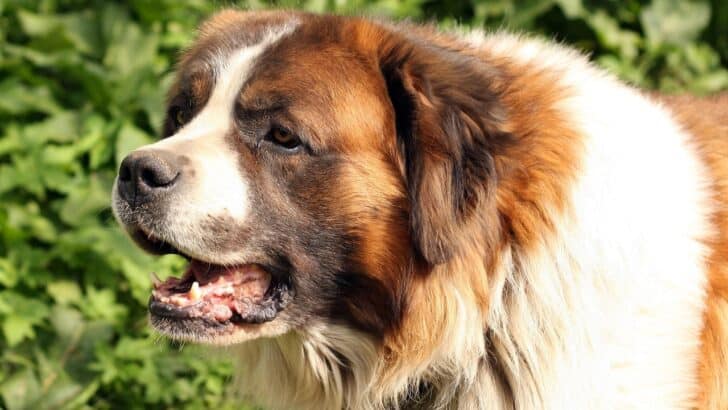 Barry the St. Bernard: The Original Rescue Dog