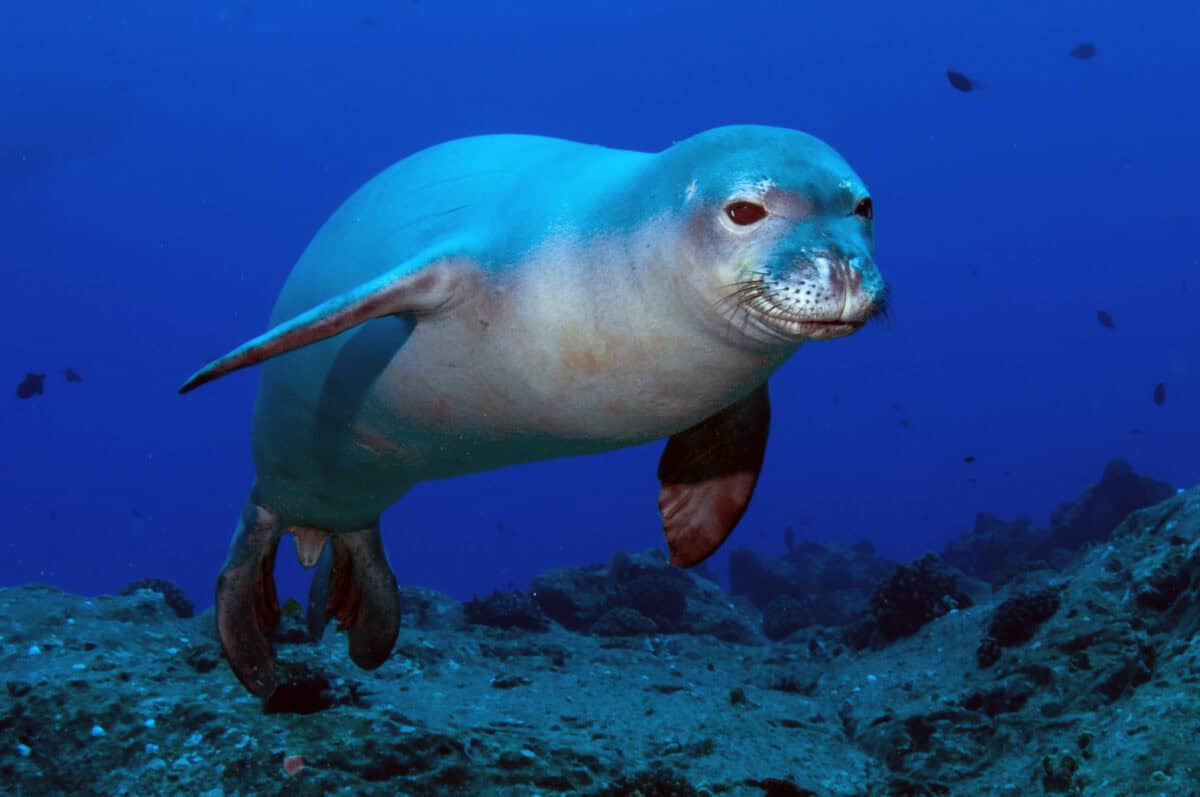 5. Hawaiian Monk Seal