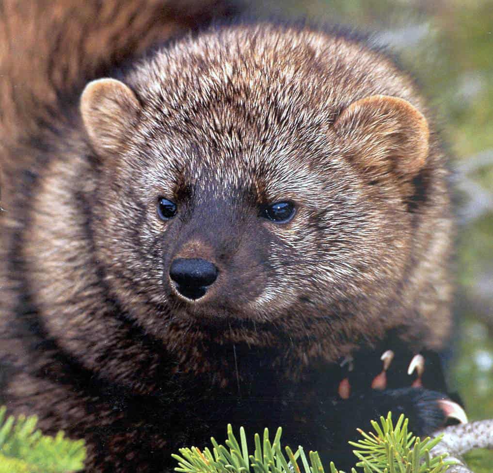 1. Pacific Fisher (image credits: wikimedia)