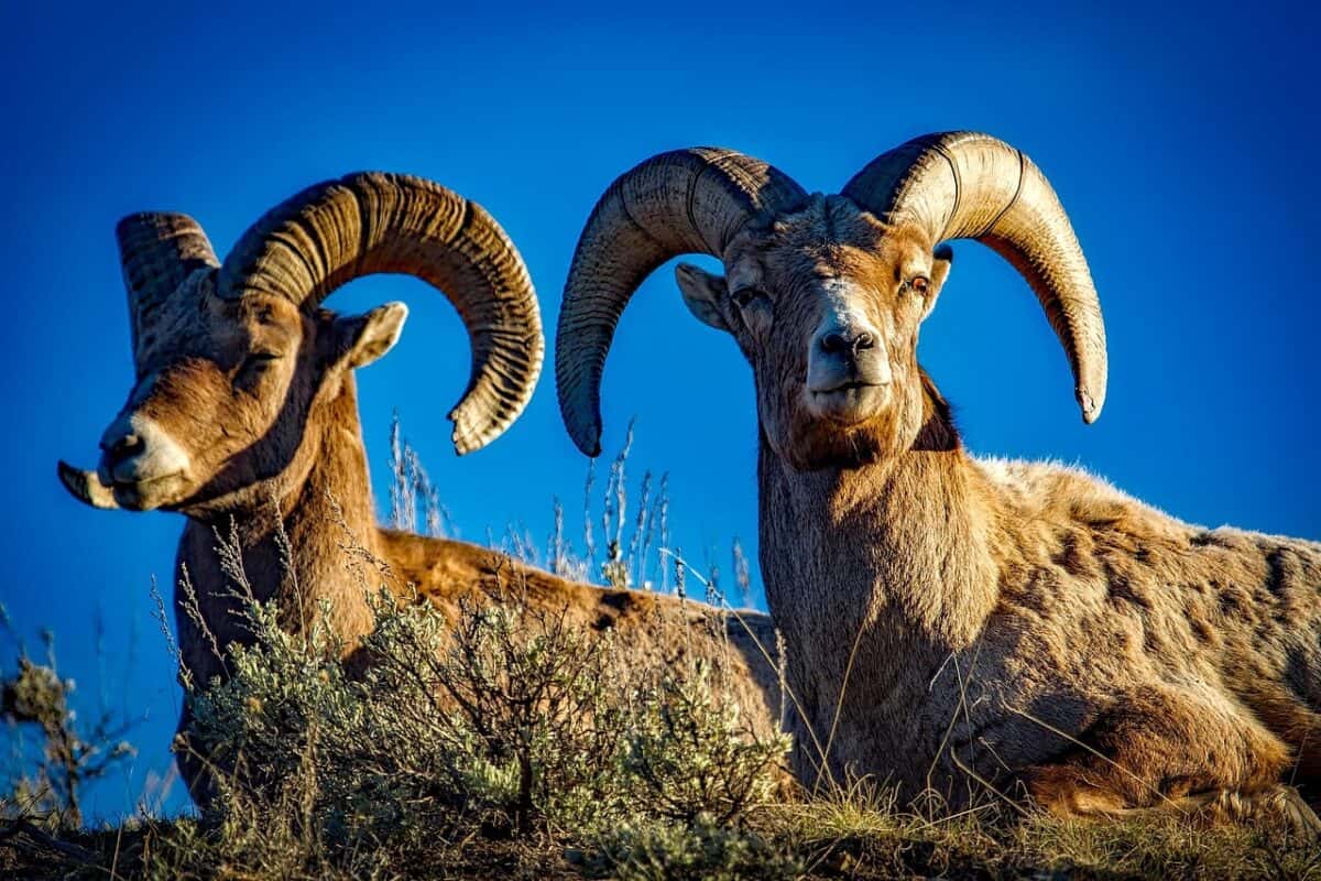 Bighorn Sheep and Their Spectacular Leaps