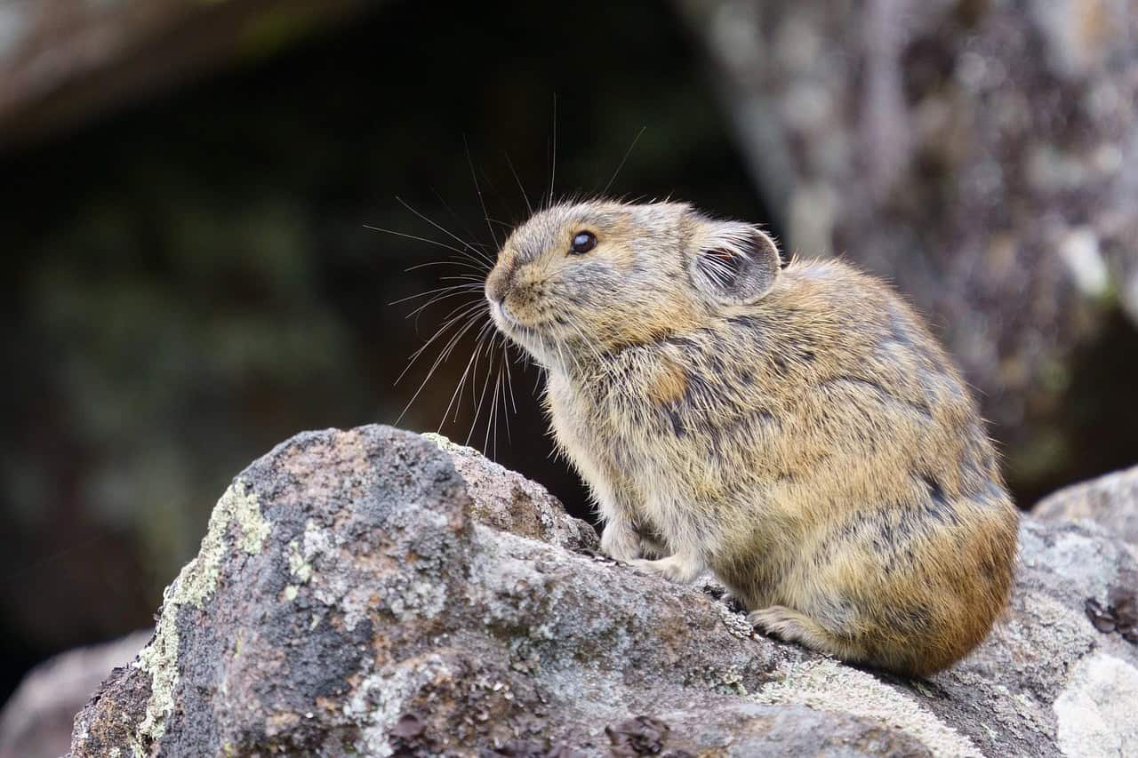 Pika: The Tiny Mountain Dwellers (image credits: pixabay)