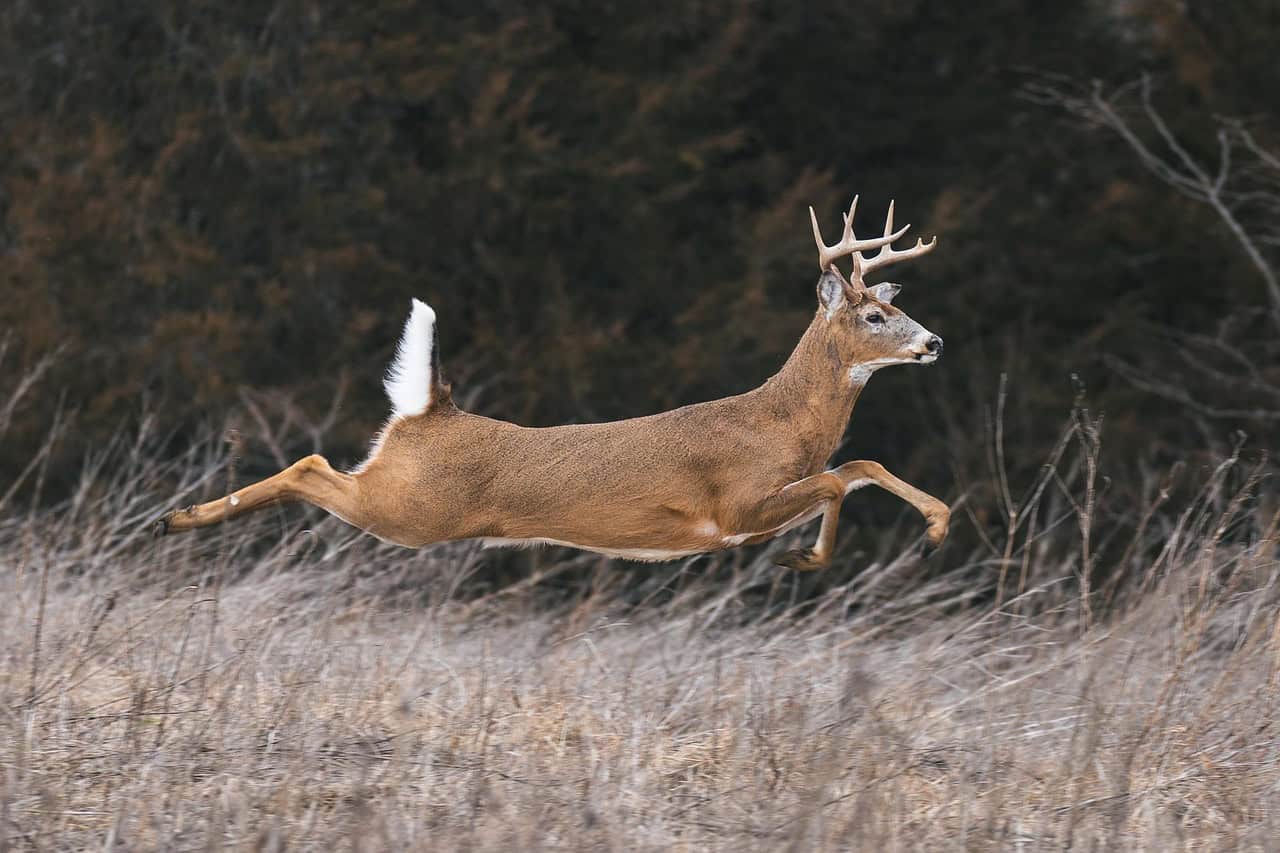 Mule Deer: The Bouncing Browsers (image credits: pixabay)