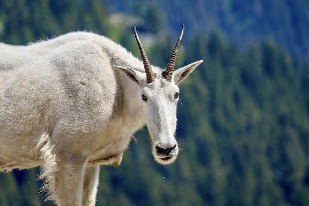 Mountain Goats: The Cliff Climbers (image credits: flickr)