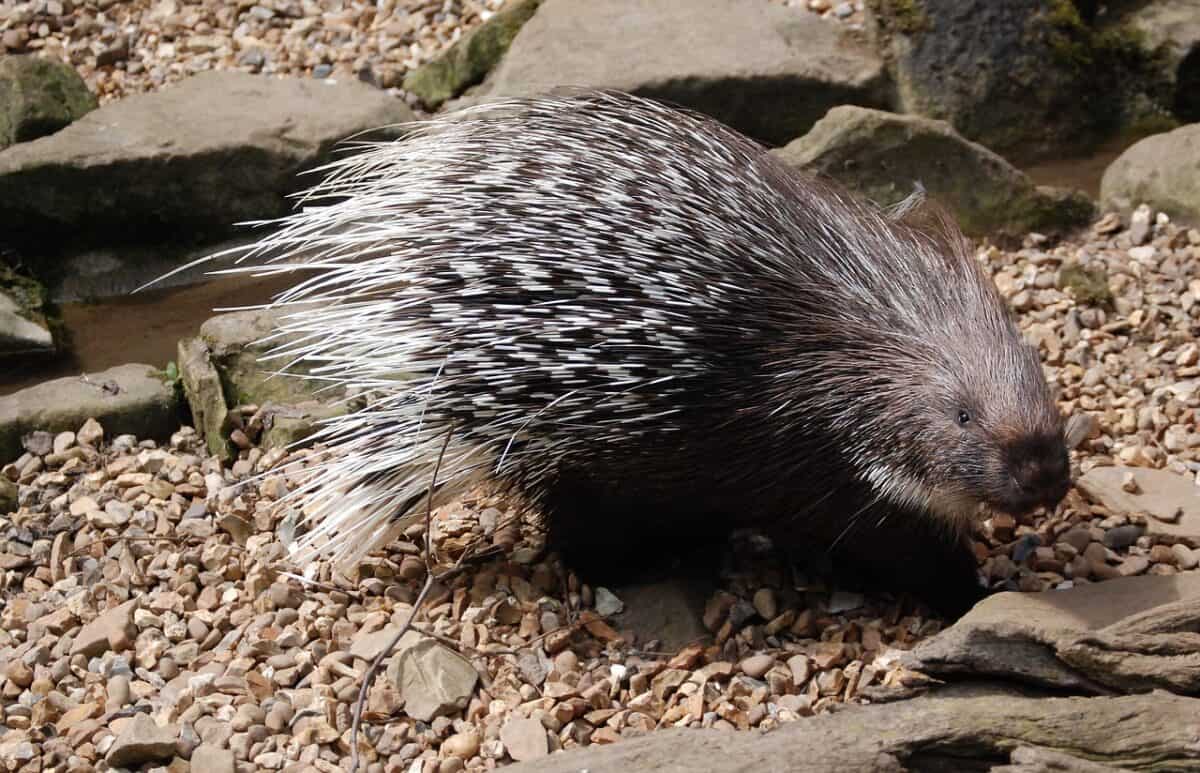 Porcupines: The Spiky Defenders