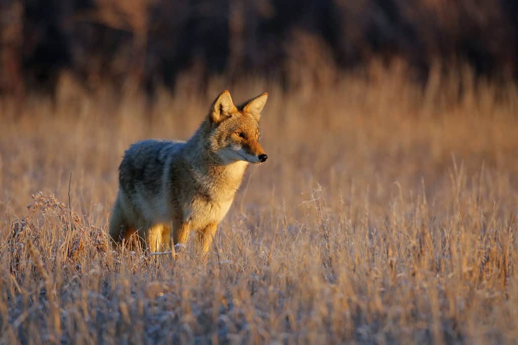 Coyotes: The Adaptable Survivors