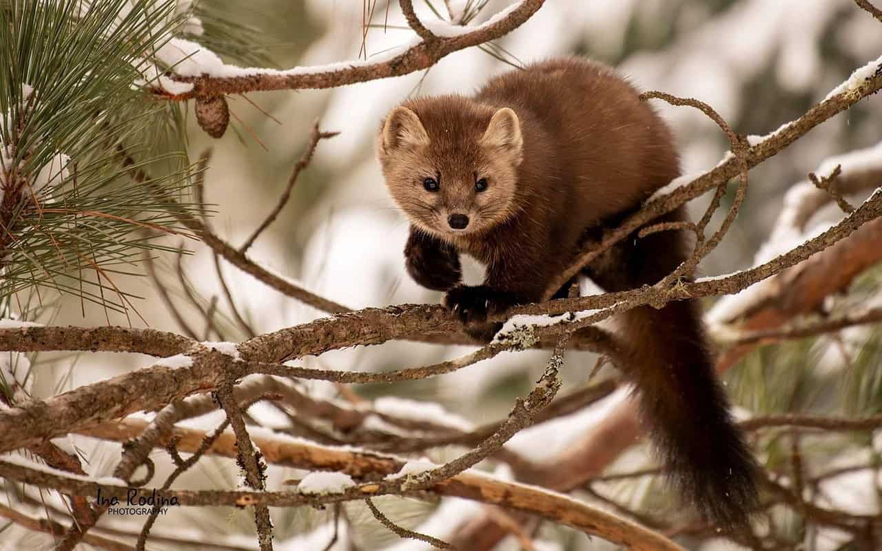 Martens: The Tree-Bound Hunters (image credits: pixabay)