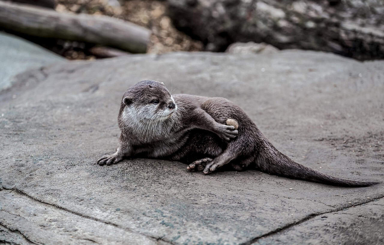 River Otters: The Playful Swimmers (image credits: pixabay)