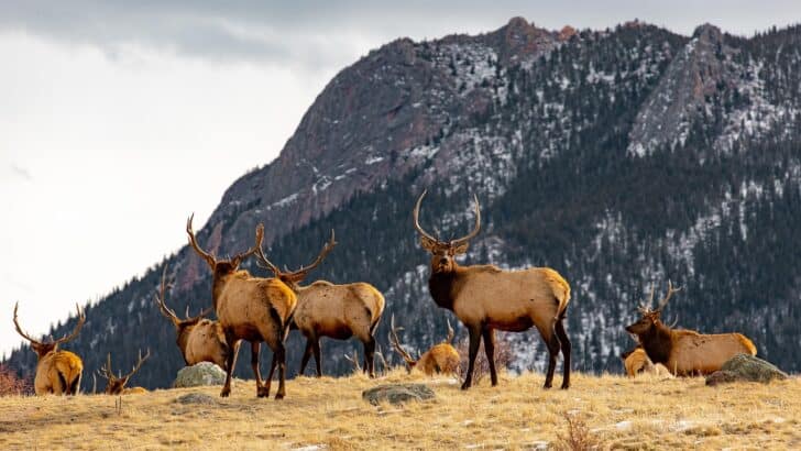 Wildlife That Roams the Rocky Mountains