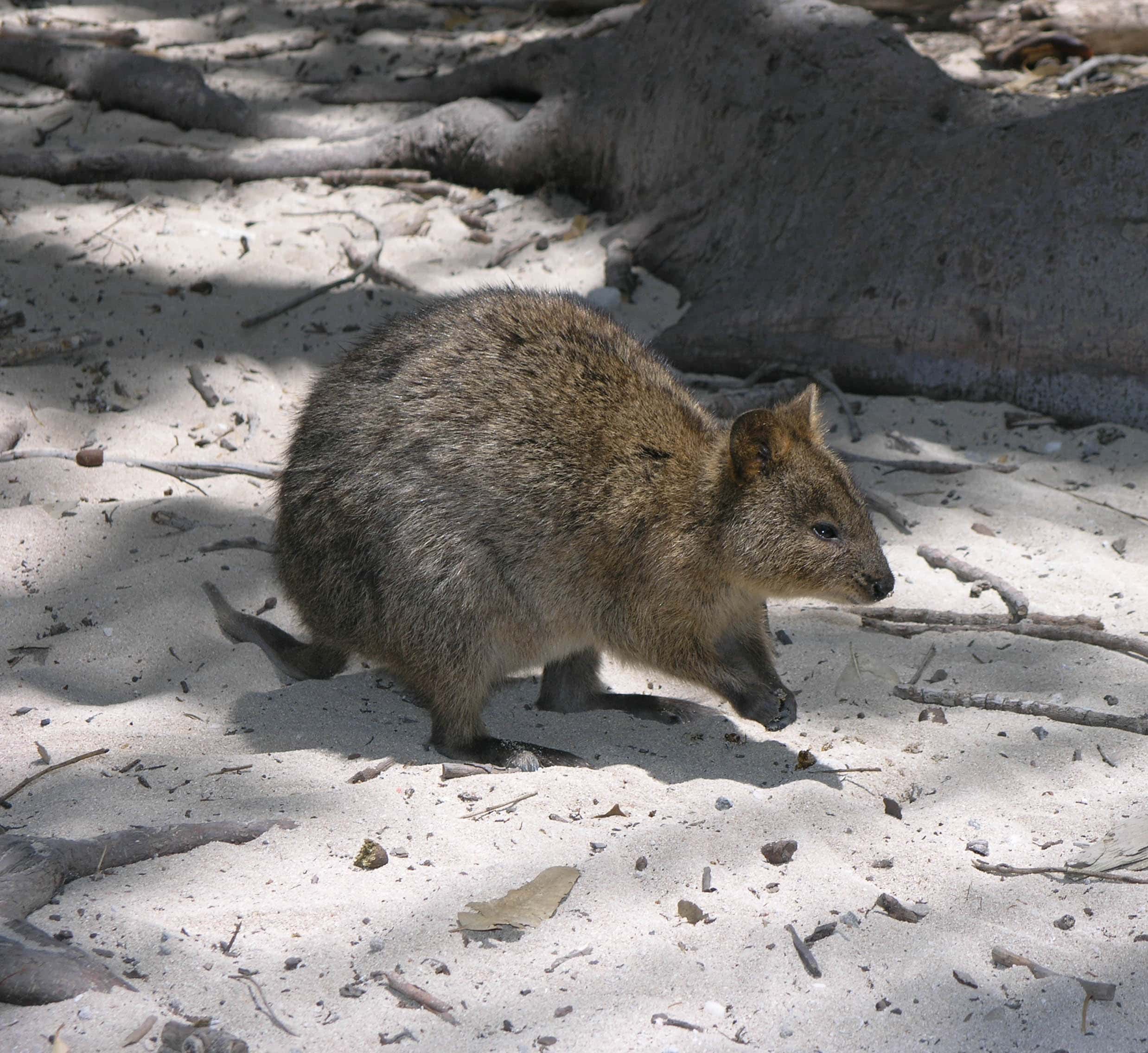7 Quokka (image credits: wikimedia)