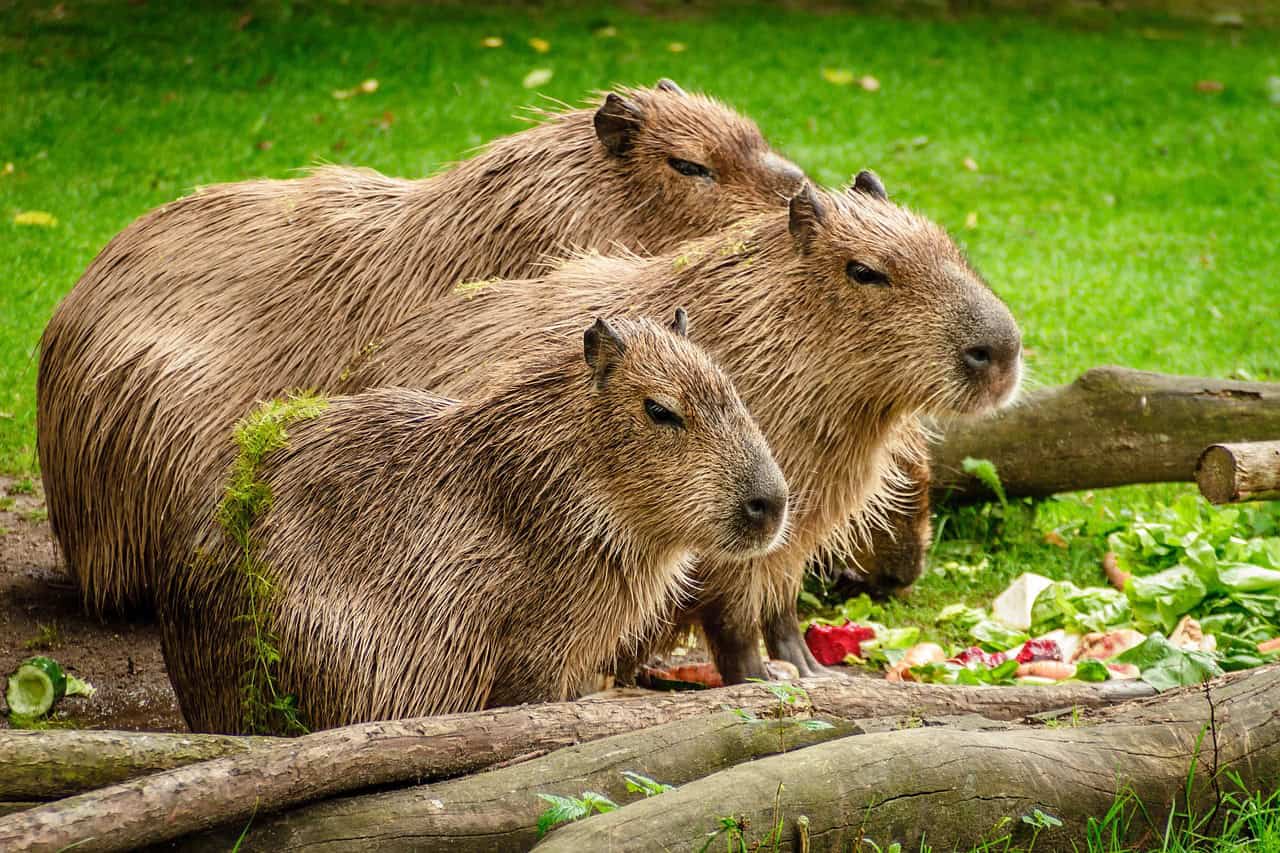 The Power of Social Bonds (image credits: pixabay)