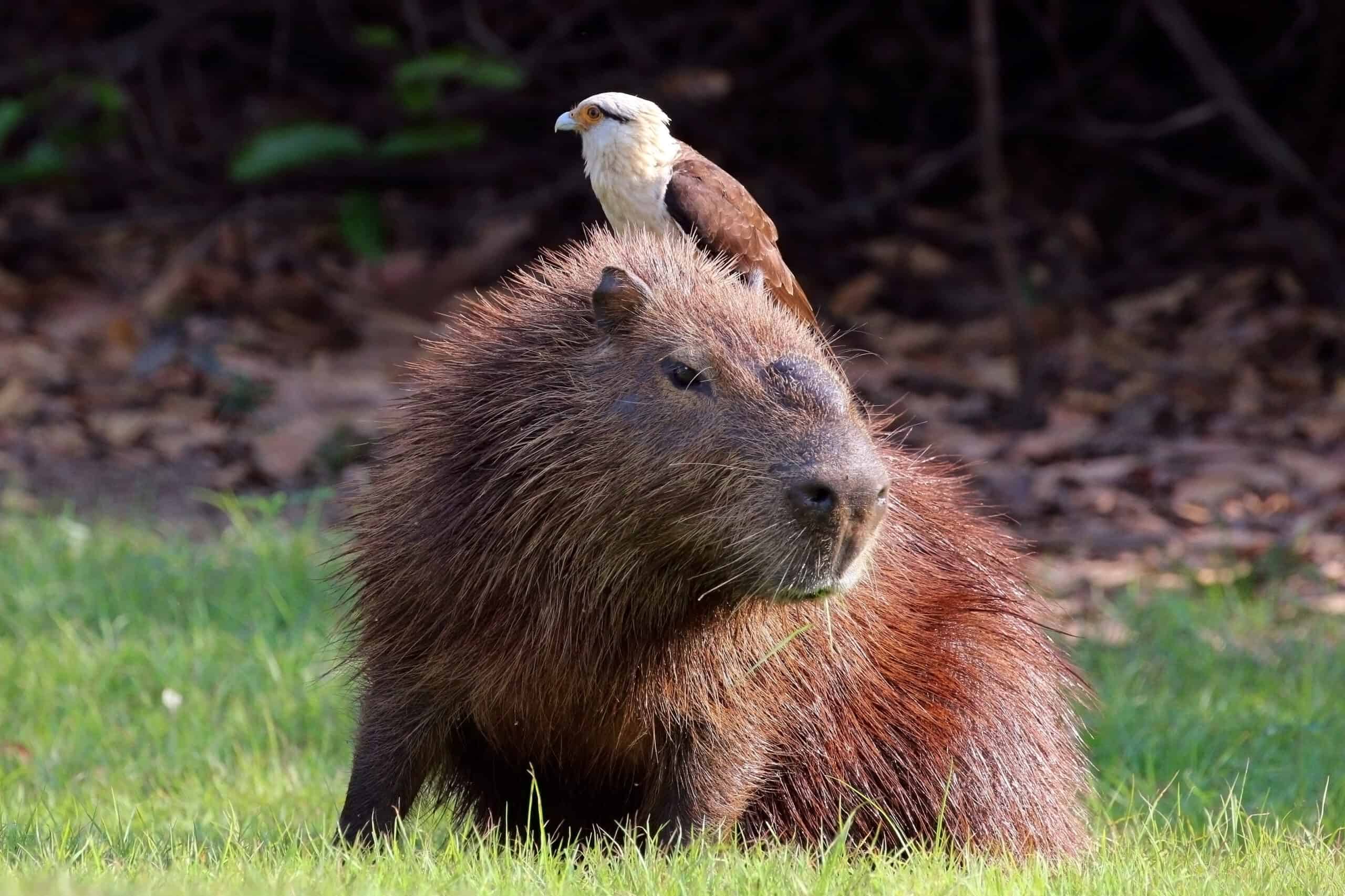 The Symbiotic Relationship Effect (image credits: wikimedia)