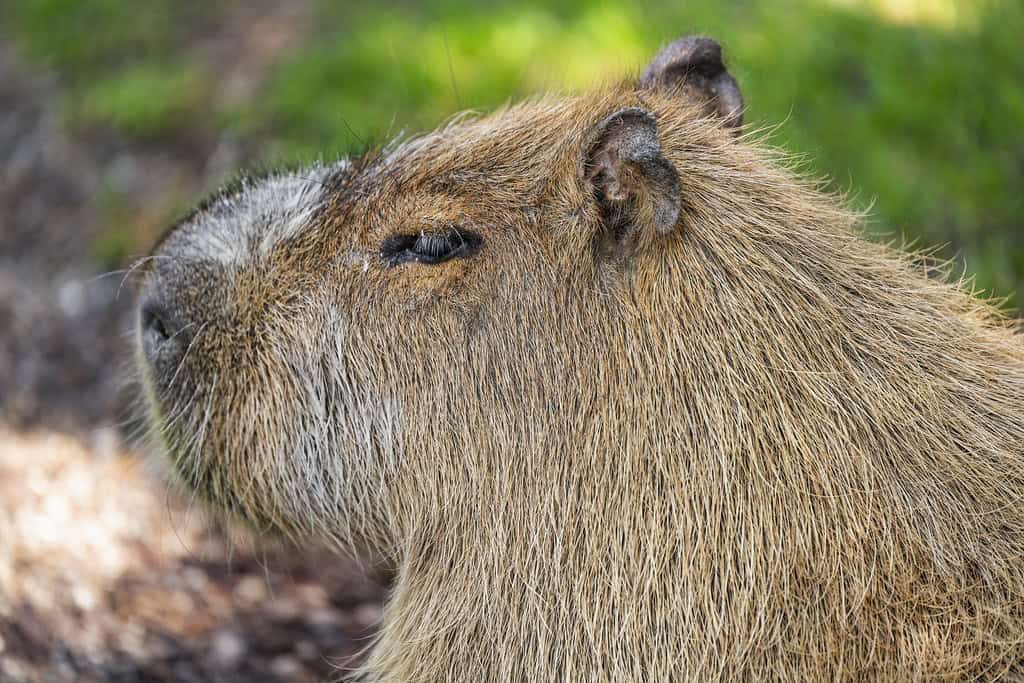 Seasonal Adaptations and Behavioral Consistency (image credits: flickr)