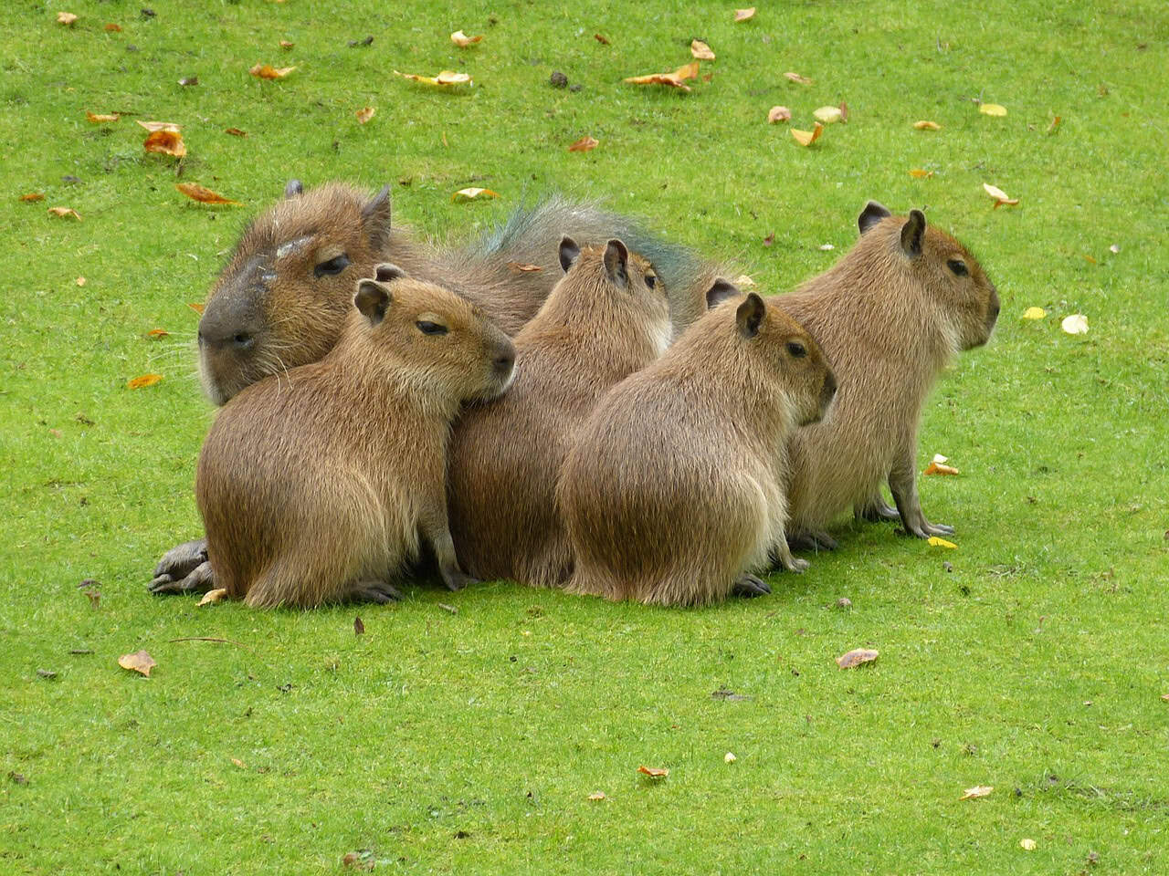 Grooming Behavior and Social Bonding (image credits: pixabay)