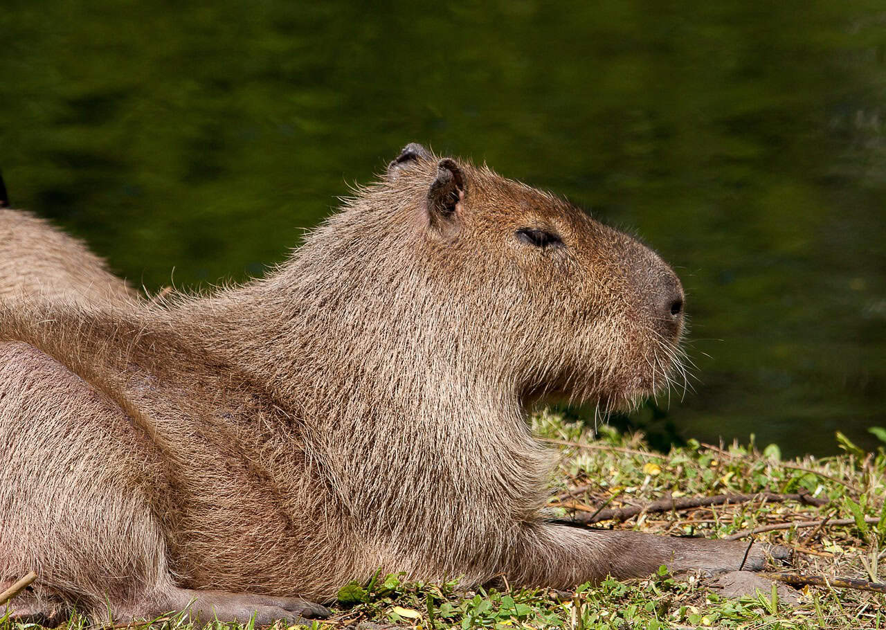 Physical Adaptations for Peaceful Living (image credits: pixabay)