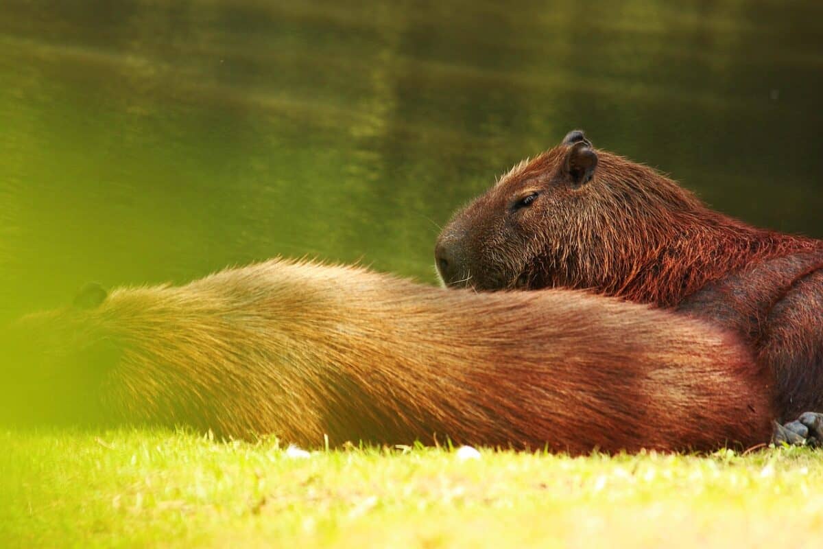What Makes Capybaras So Calm&mdash;Even Around Predators