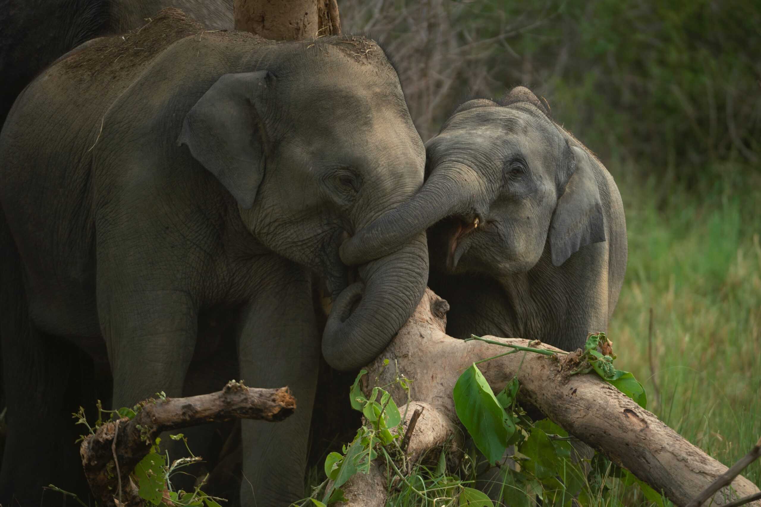 12. Elephants Use Their Trunks for Tenderness (image credits: wikimedia)