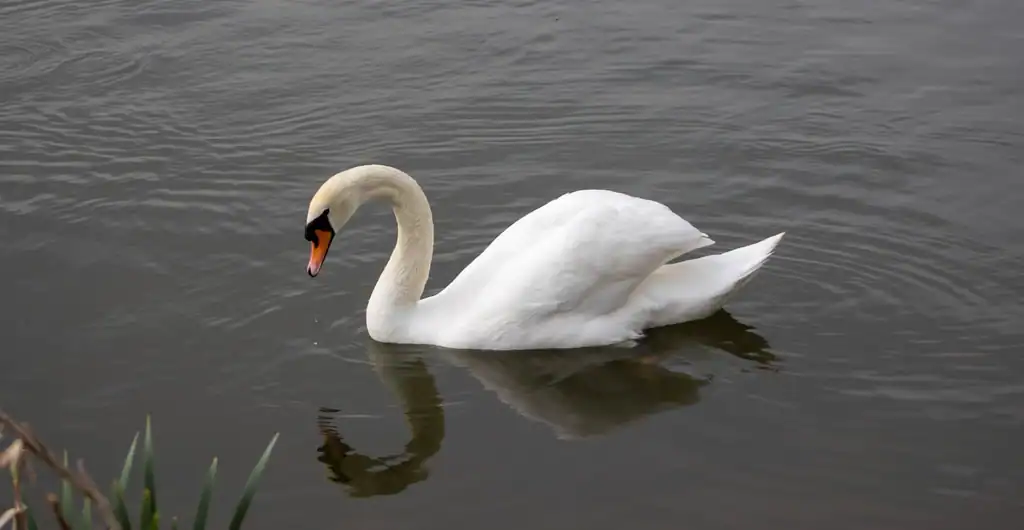 10. Swans (image credits: rawpixel)