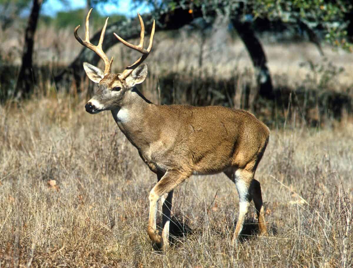 White-tailed Deer: The Forest's Most Adaptable Resident