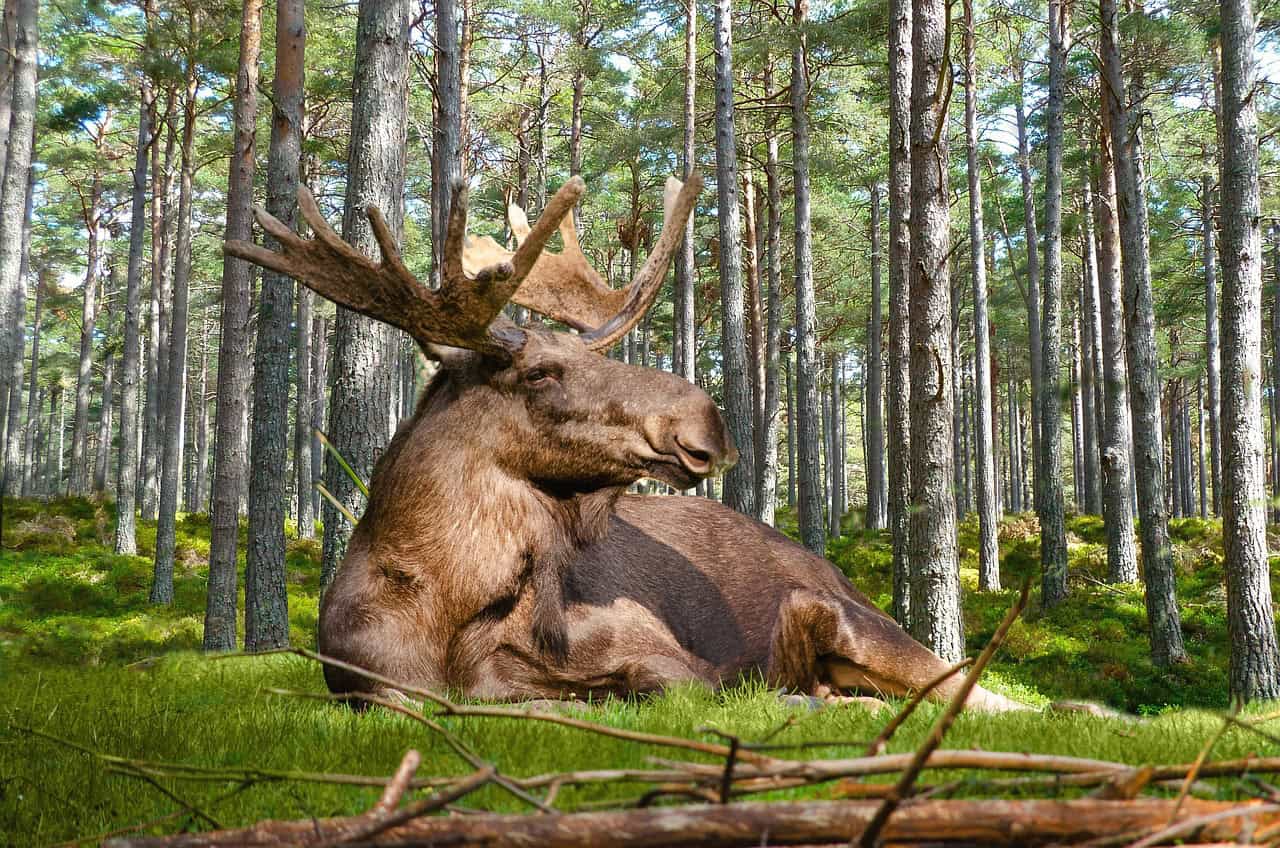 Moose: The Majestic Monarch of the Forest (image credits: pixabay)