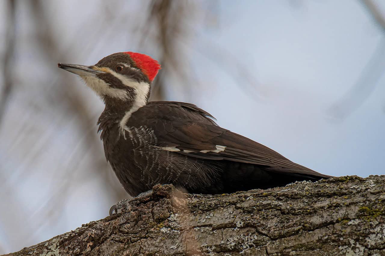 Pileated Woodpecker: The Forest's Master Carpenter (image credits: pixabay)