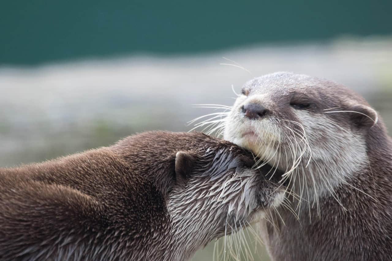 River Otter: The Playful Aquatic Acrobat (image credits: pixabay)