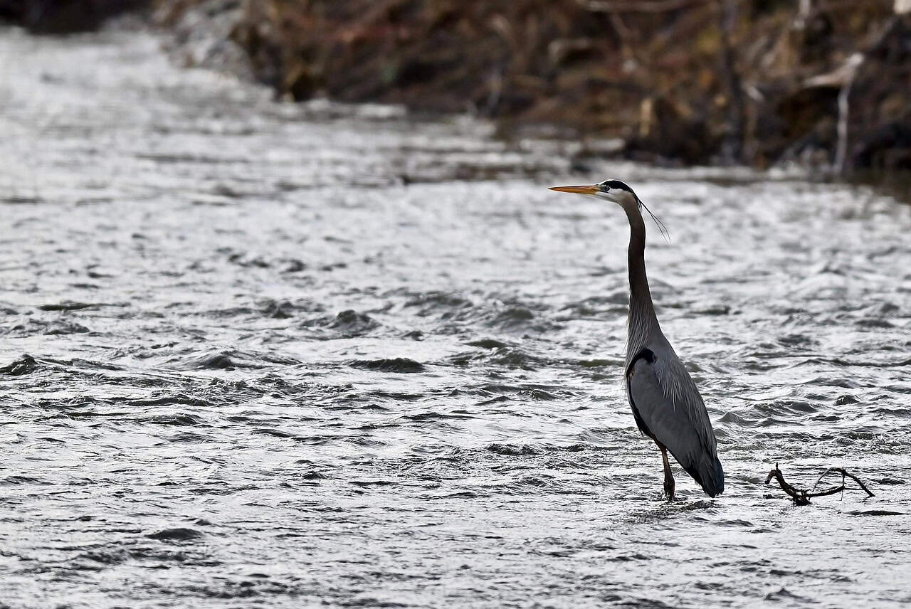 Great Blue Heron: The Patient Shoreline Stalker (image credits: pixabay)
