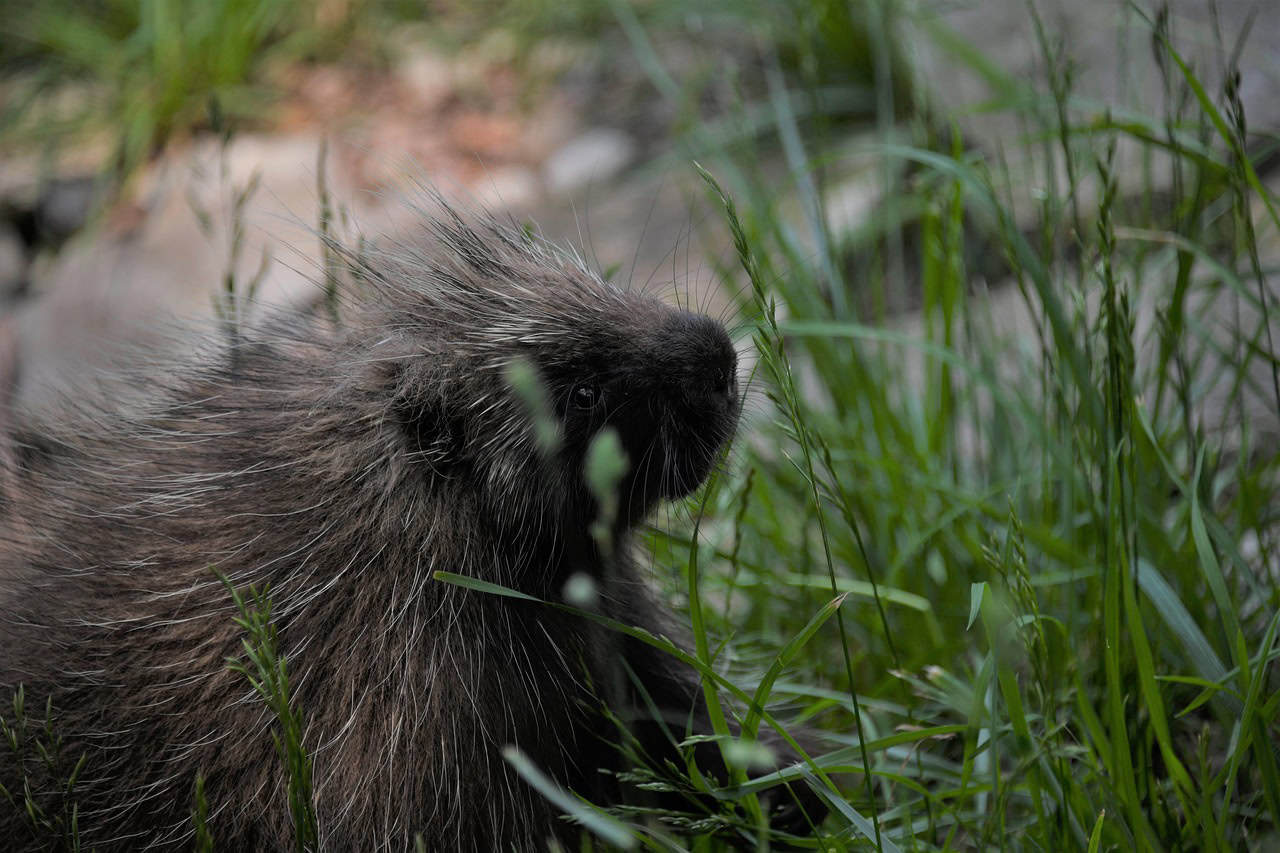 Porcupine: The North Woods' Prickly Defender (image credits: pixabay)