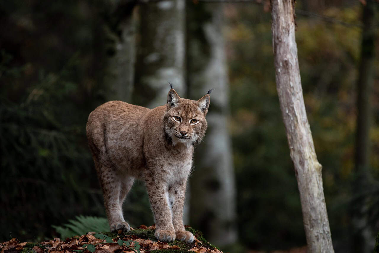 Lynx: The Elusive Cat of the North (image credits: pixabay)
