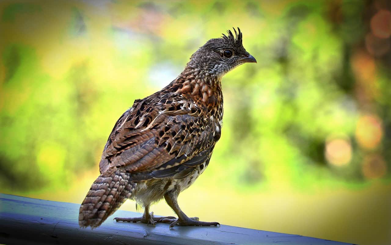 Ruffed Grouse: The Forest's Feathered Drummer (image credits: pixabay)