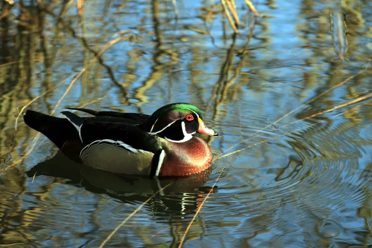 Wood Duck: The Ornate Waterfowl