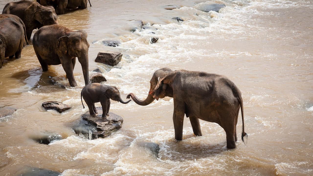 Learning Essential Survival Skills (image credits: pixabay)