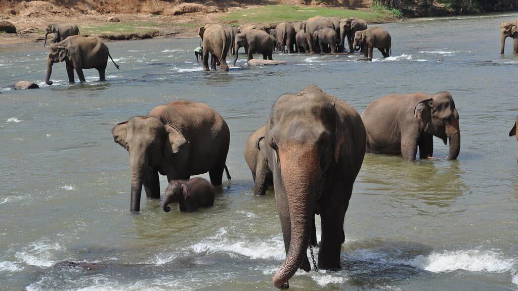 Life in Elephant Orphanages