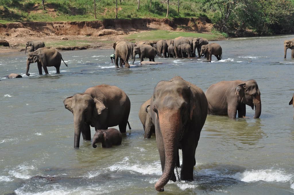 Life in Elephant Orphanages (image credits: flickr)