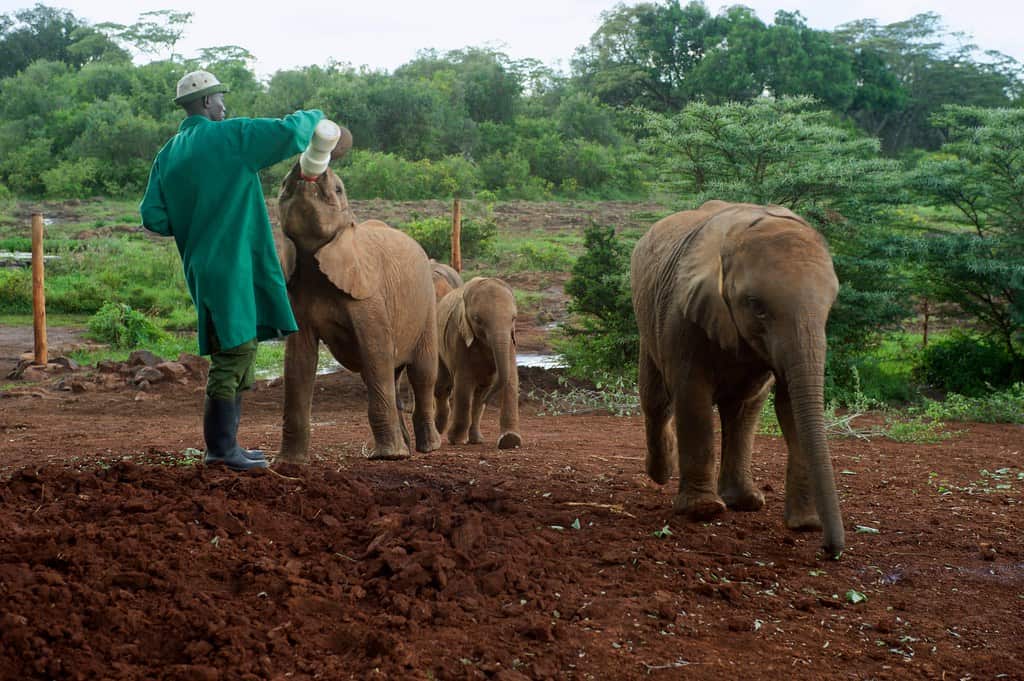 The Role of Human Caretakers (image credits: flickr)