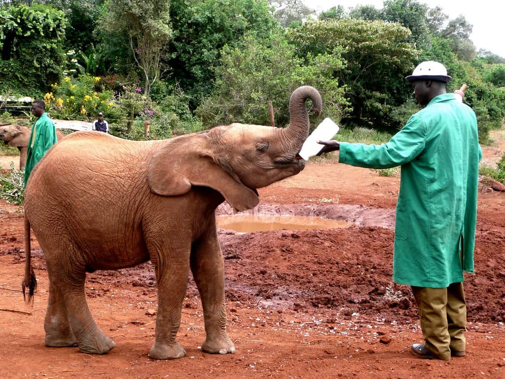 The Economic Cost of Elephant Orphan Care (image credits: flickr)