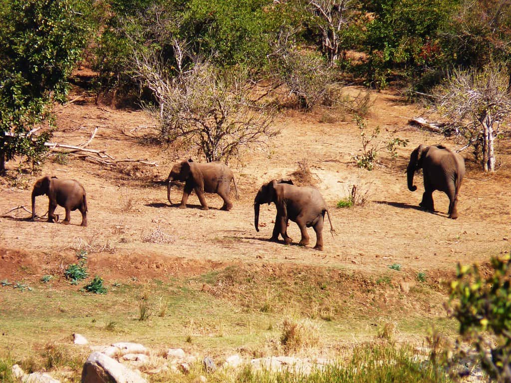 Conservation Implications (image credits: flickr)
