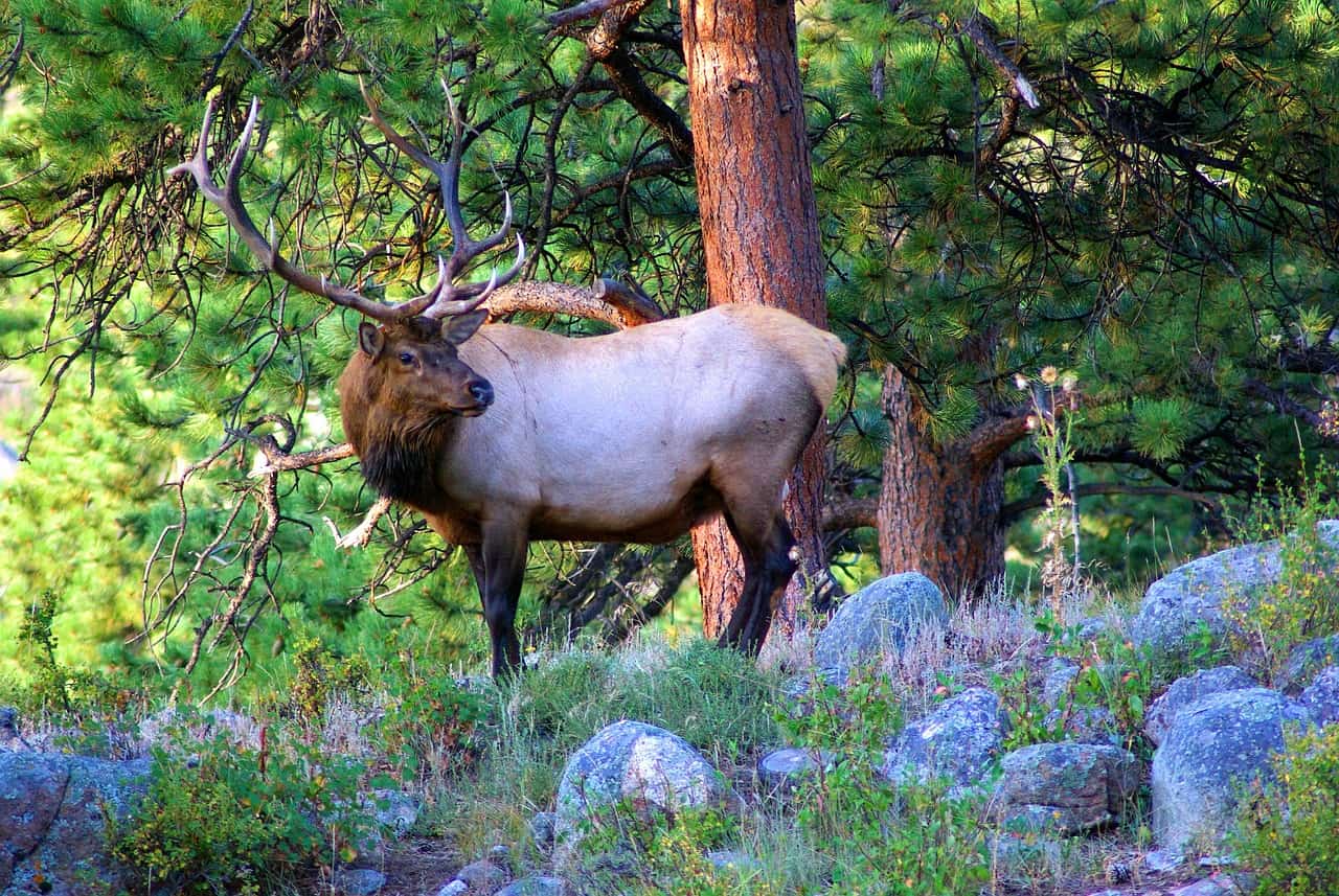 Rocky Mountain National Park, Colorado (image credits: pixabay)