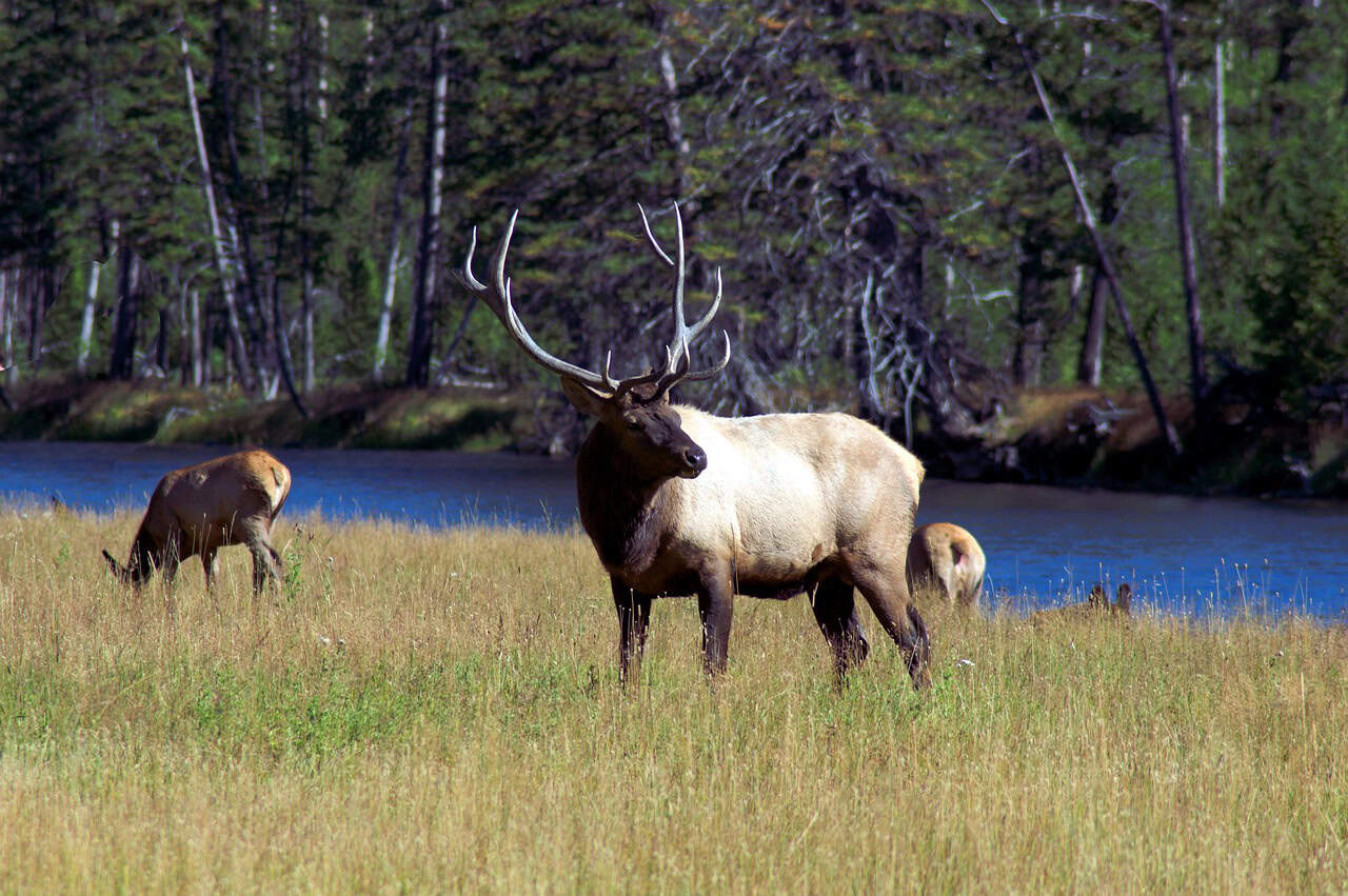 Yellowstone National Park, Wyoming (image credits: pixabay)