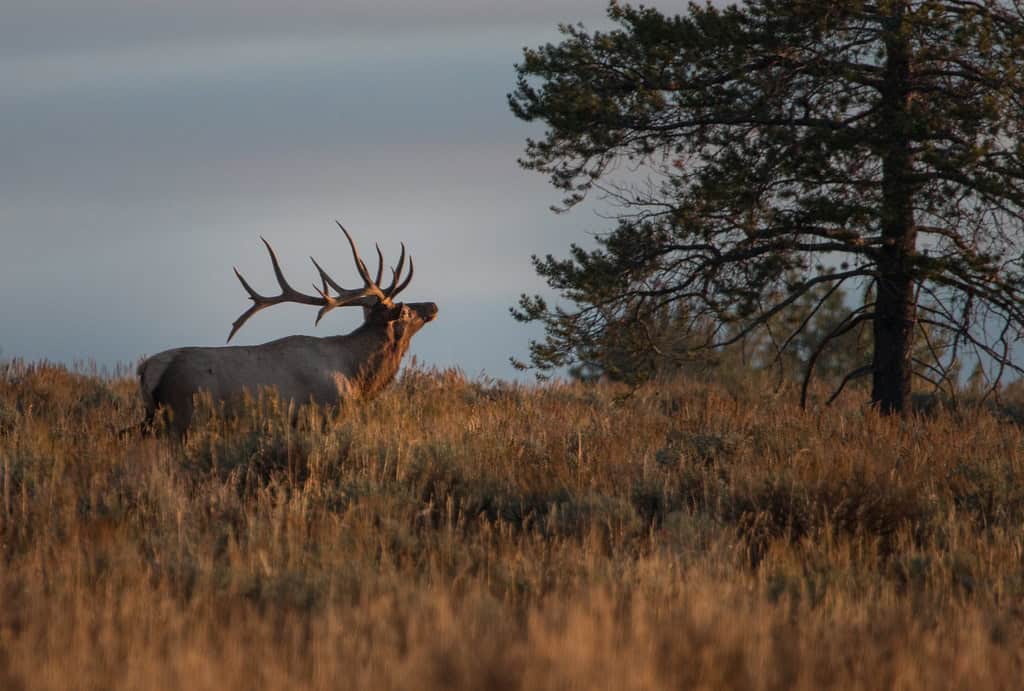 Grand Teton National Park, Wyoming (image credits: flickr)