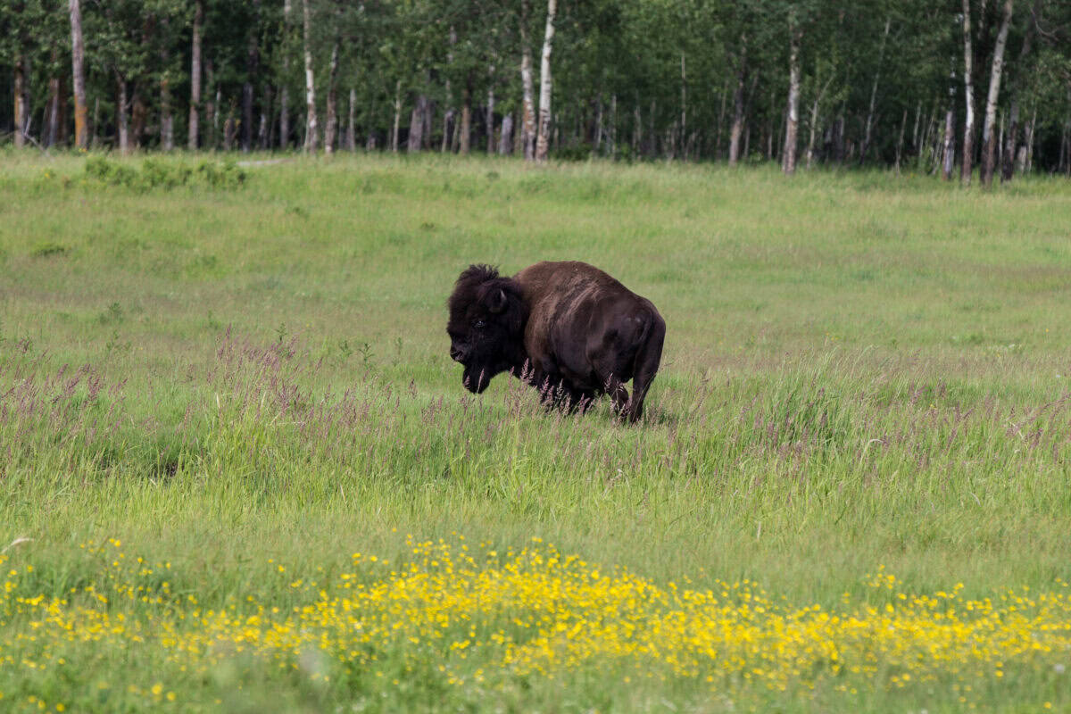 Elk Island National Park, Alberta, Canada