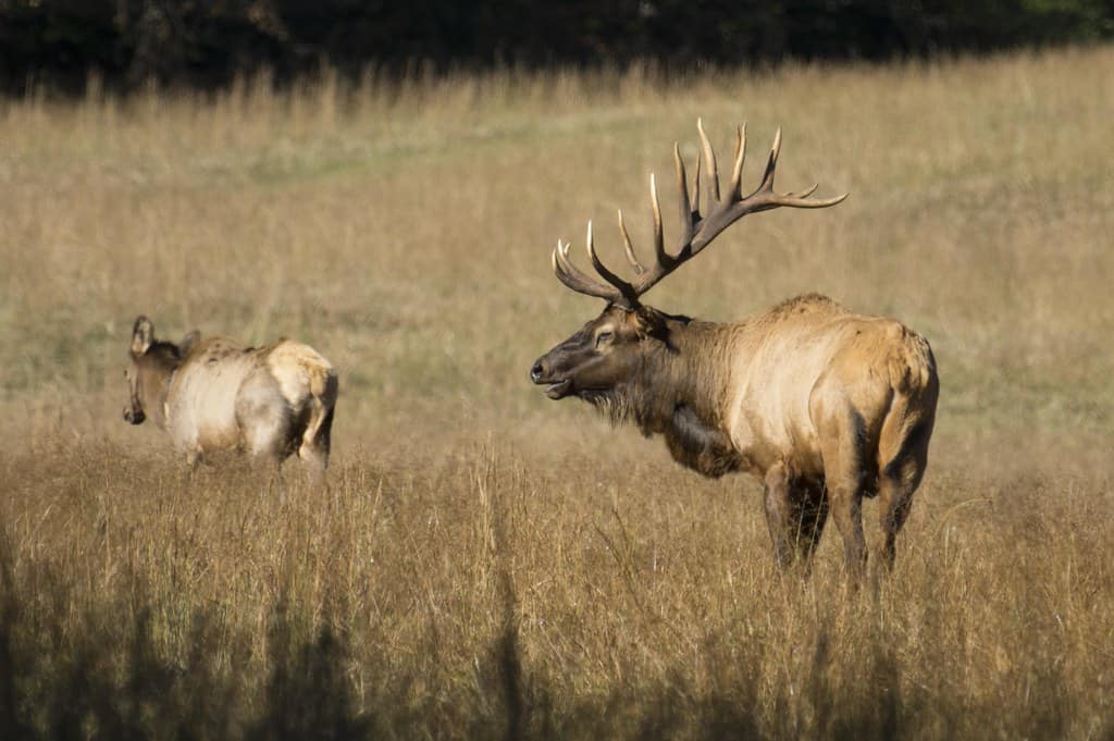 Pennsylvania's Elk Country (image credits: flickr)