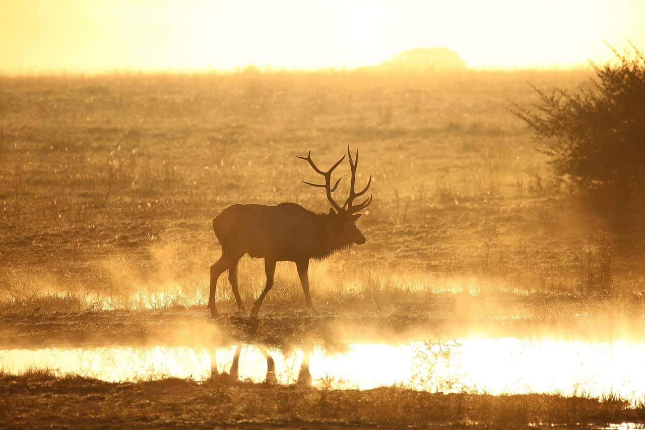 Best Times of Day for Elk Viewing (image credits: pixabay)