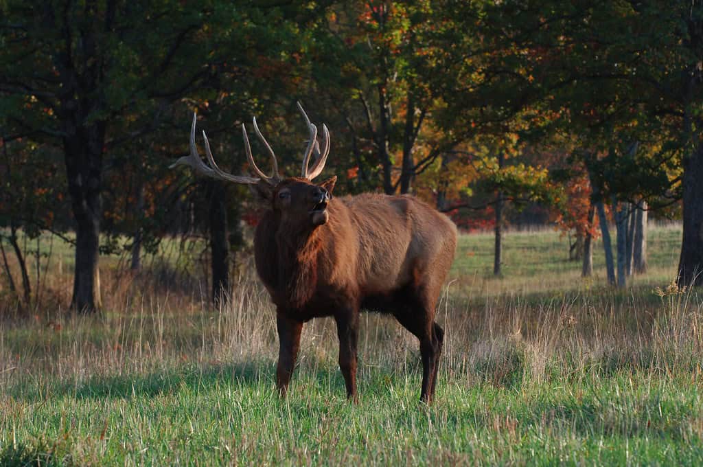 Understanding Elk Behavior During Rutting Season (image credits: flickr)