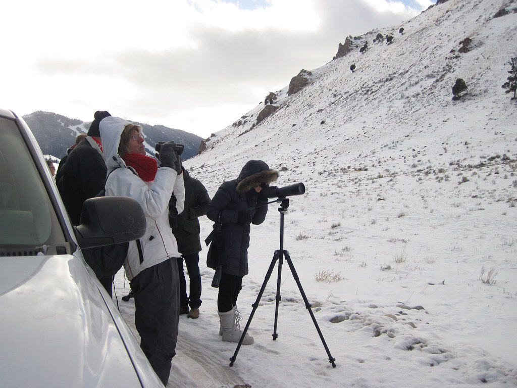 What to Bring for Elk Viewing Expeditions (image credits: flickr)