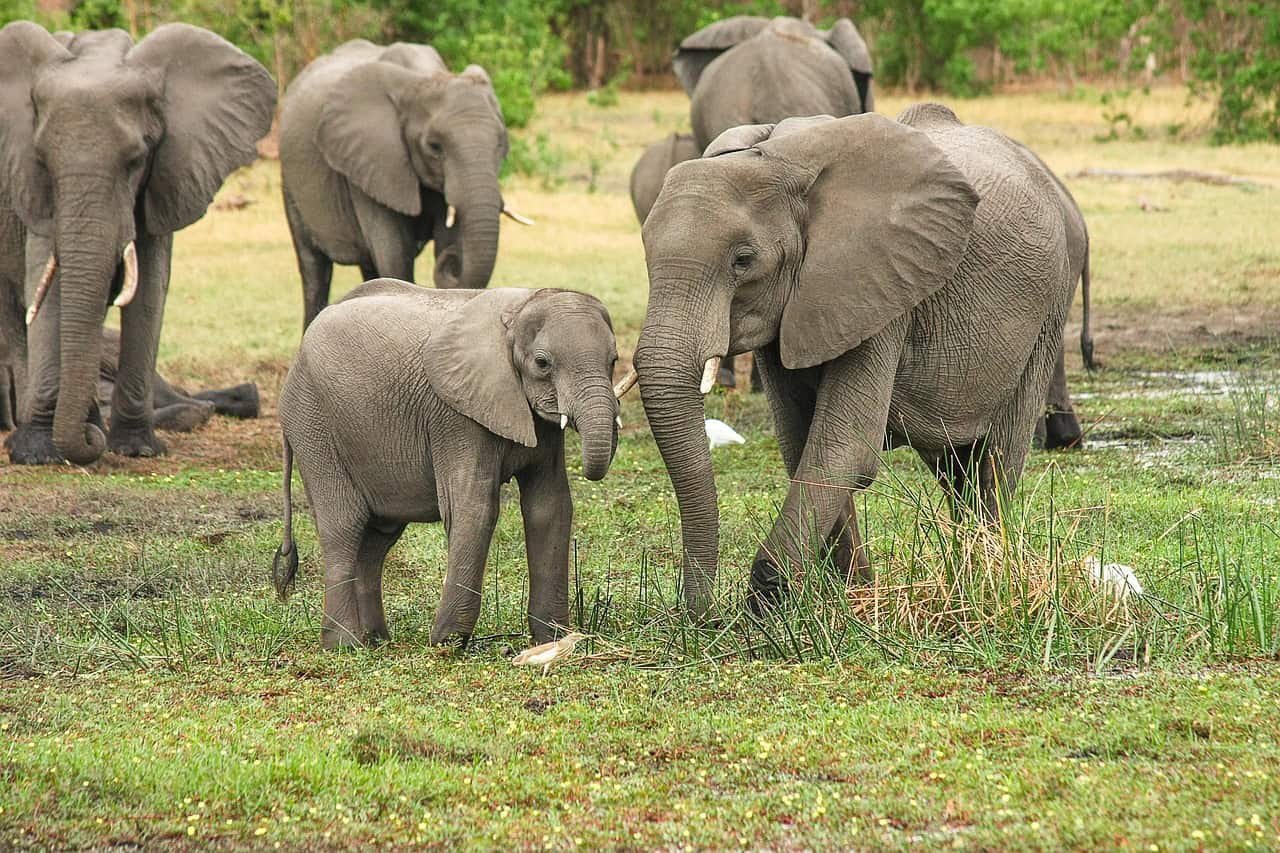 Social Protocol and Herd Dynamics (image credits: pixabay)