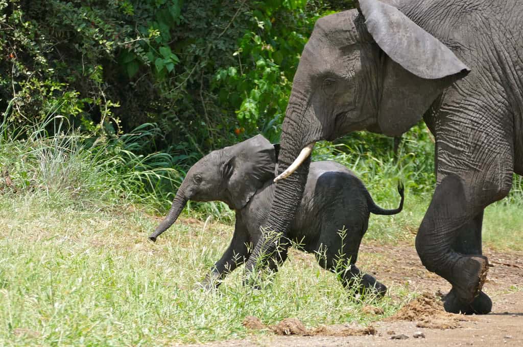 Danger Recognition and Predator Awareness (image credits: flickr)