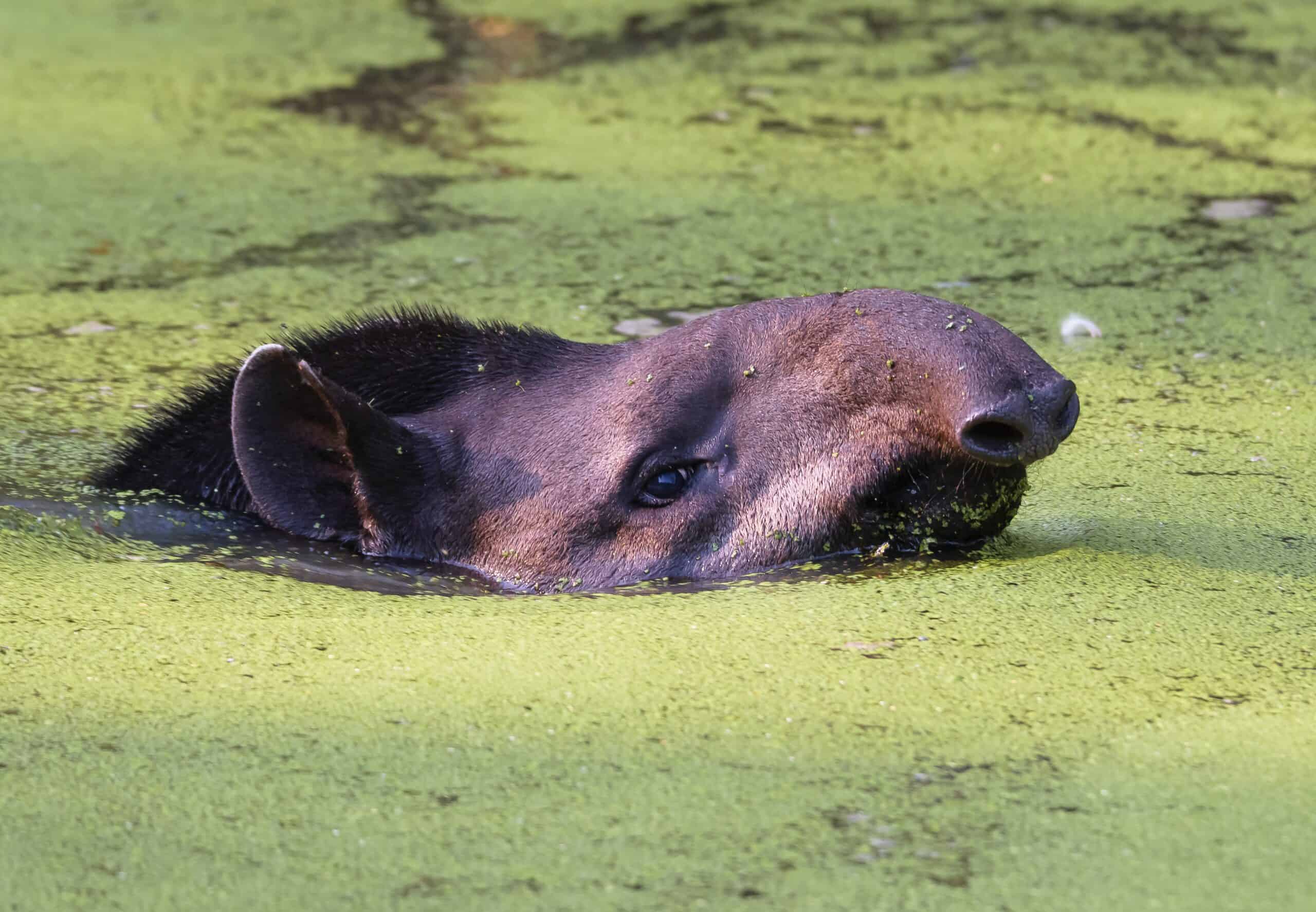 The Proboscis: Nature's Perfect Snorkel (image credits: wikimedia)
