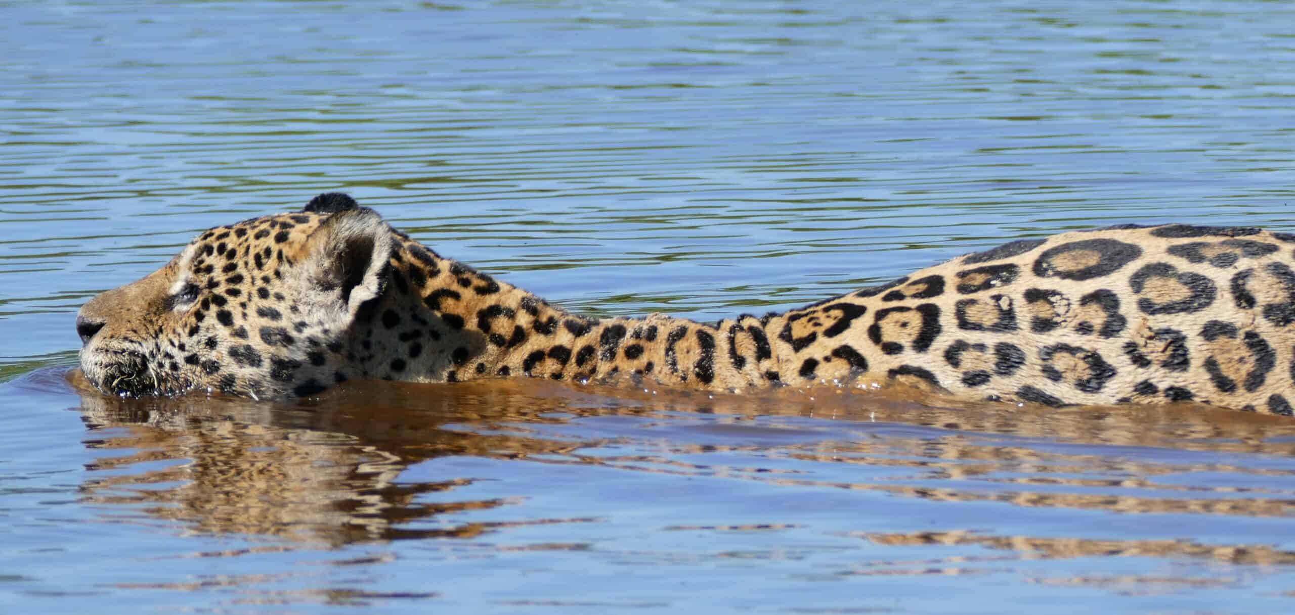 Jaguars: The Primary Threat That Drives Swimming Behavior (image credits: wikimedia)